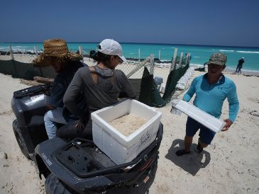 Funcionarios trasladan huevos de tortuga desde una playa para protegerlos de la llegada prevista del huracán "Beryl", en Cancún, México, este miércoles 3 de julio. AP / F. Llano