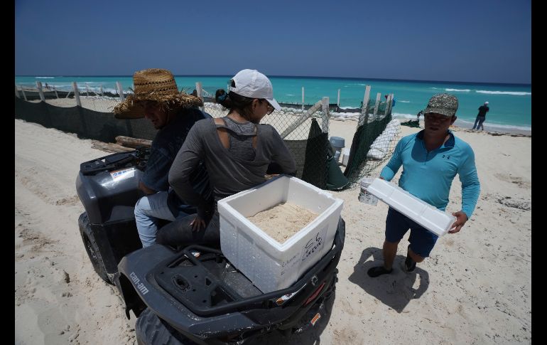 Funcionarios trasladan huevos de tortuga desde una playa para protegerlos de la llegada prevista del huracán 