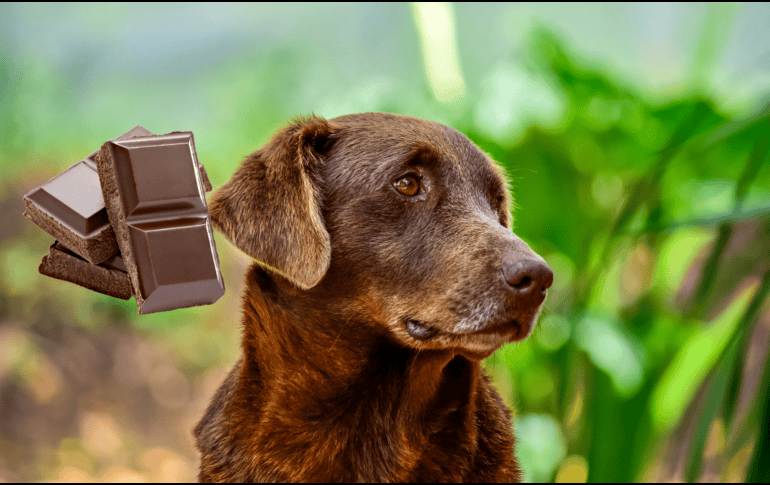 En caso de que sospeches que tu perro ha comido chocolate, es fundamental actuar con rapidez para evitar consecuencias. UNSPLASH/ Jairo Alzate