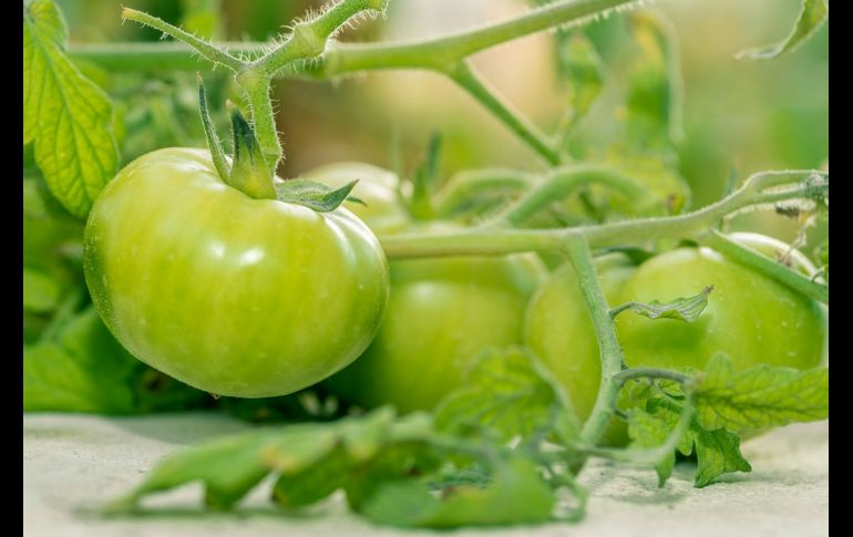 Además de sus usos culinarios, los tomates verdes pueden ser utilizados de otras formas. Unsplash