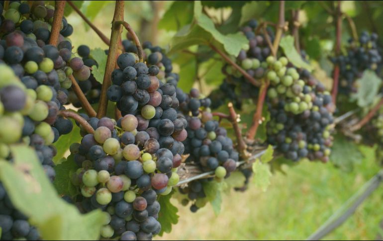 Cada mexicano consume en promedio 2.3 kg de uvas al año, lo que muestra su popularidad y demanda constantes. ESPECIAL / Foto de Suda Guan en Unsplash