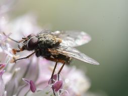 Aunque las moscas domésticas son las más comunes en casa, muchas especies, como las moscas de la flor, se alimentan de insectos del jardín. Unsplash