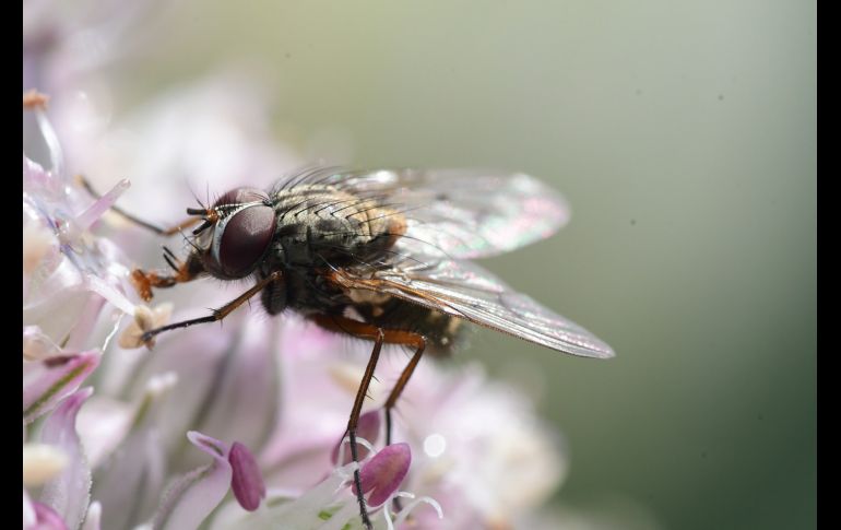 Aunque las moscas domésticas son las más comunes en casa, muchas especies, como las moscas de la flor, se alimentan de insectos del jardín. Unsplash