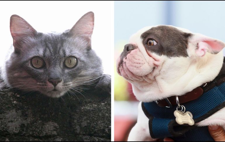 El sueño de los perros y gatos es un tema fascinante que continúa siendo objeto de estudio por parte de científicos de todo el mundo. NTX / ARCHIVO