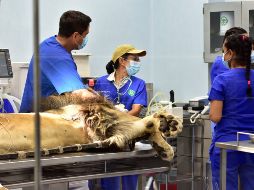 Los visitantes podrán presenciar de cerca las actividades diarias del personal veterinario. FACEBOOK / ZOOLOGICO GUADALAJARA