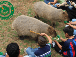 Los capibaras son sin lugar a dudas los animales más queridos por los nuestros visitantes y ahora puedes convivir directamente con ellos, acariciarlos y alimentarlos. FACEBOOK / ZOOLÓGICO GUADALAJARA