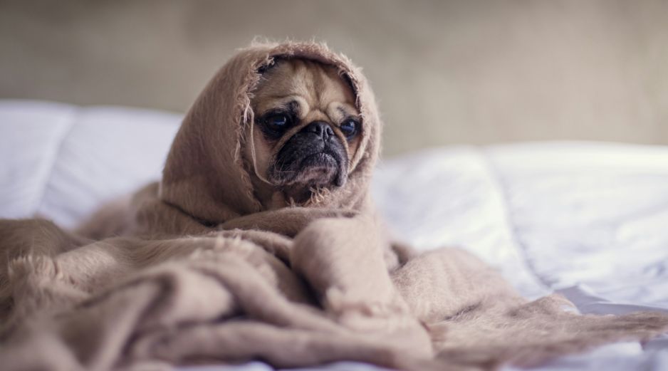 Especialistas señalan que los perros con enfermedades previas, de corta edad o con dificultades en la respiración son los que más padecen las altas temperaturas. Unsplas