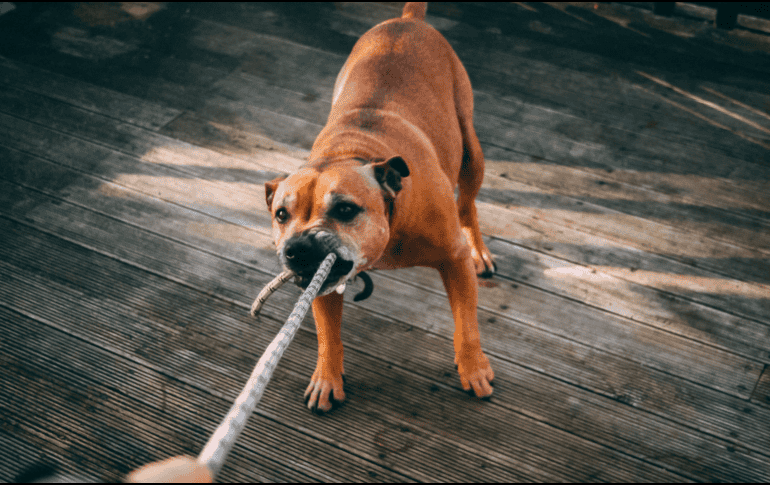 El contagio principal se produce por contacto directo, como la saliva o mordeduras de animales infectados, incluyendo perros y gatos. ESPECIAL