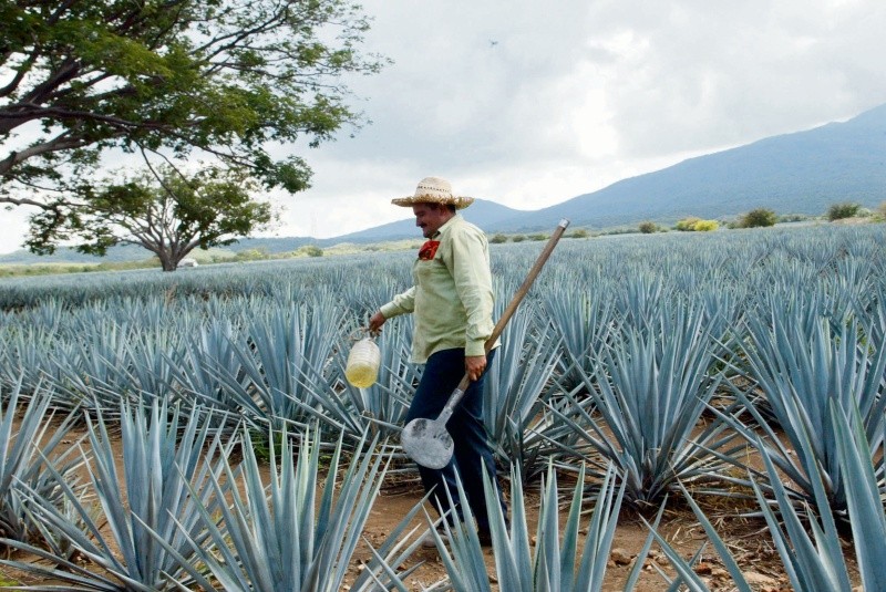 CAMPOS DE AGAVE EN LA RUTA DEL TEQUILA. JIMADORES TRABAJANDO