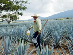 En los últimos años, más de 128 millones de dólares ha invertido esta agroindustria en proyectos orientados a reducir sus impactos ambientales