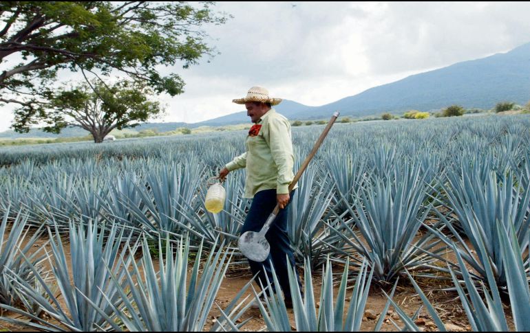 En los últimos años, más de 128 millones de dólares ha invertido esta agroindustria en proyectos orientados a reducir sus impactos ambientales