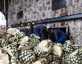 Información oportuna, registro de plantaciones y capacitación de los productores de agave y de Tequila son parte de los esfuerzos que ha realizado el Consejo Regulador del Tequila (CRT).