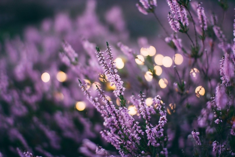 Lavanda, además de ahuyentar las moscas adornará tu espacio. Unsplash 