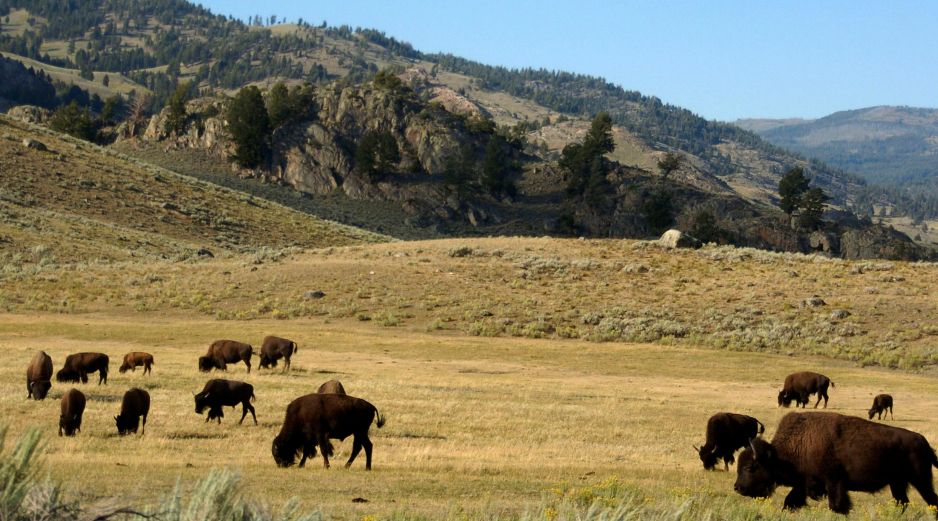 Ayer martes 23 de julio, una explosión hidrotermal se registró en el Parque Nacional de Yellowstone, en Estados Unidos. AP / ARCHIVO