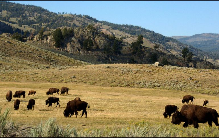 Ayer martes 23 de julio, una explosión hidrotermal se registró en el Parque Nacional de Yellowstone, en Estados Unidos. AP / ARCHIVO