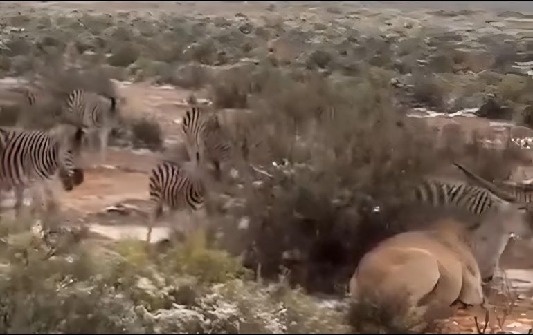 Caída de nieve en Sudáfrica sorprende al mundo | VIDEO