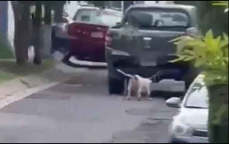 En redes sociales se comenzó a realizar un llamado a la acción para ayudar al perrito. ESPECIAL / X / @GNocturnaMX