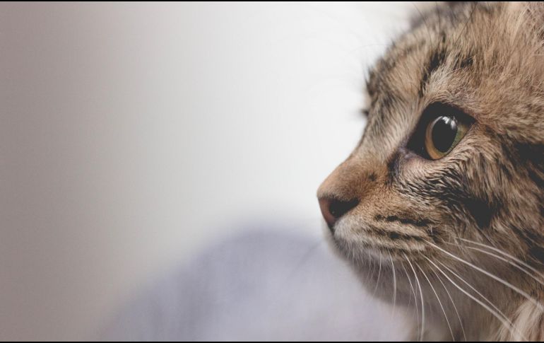 Las pulgas son una amenaza común pero manejable para los gatos. EL INFORMADOR/ ARCHIVO