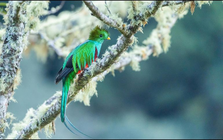 El quetzal es el ave nacional de Guatemala. Pexels