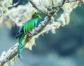 El quetzal es el ave nacional de Guatemala. Pexels