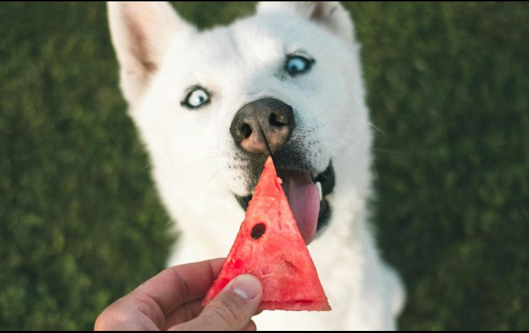 Los perros también pueden comer frutas y verduras. ESPECIAL/ Foto de Marek Szturc en Unsplash