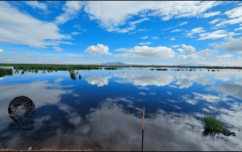 El lago de Texcoco es el hábitat de más del 60% de la diversidad de aves del Estado de México.  ESPECIAL / Facebook / @Mizra Docs