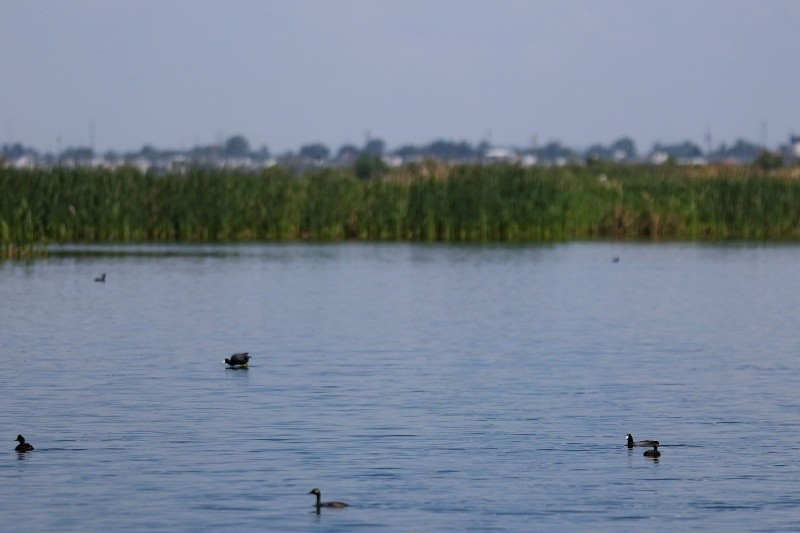 El lago de Texcoco es fundamental para la regulación hídrica y climática del centro del Valle de México.  Foto  SUN /ARCHIVO /RDB.