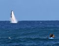 Los fotógrafos internacionales quedaron cautivados por la magnífica ballena. AFP.