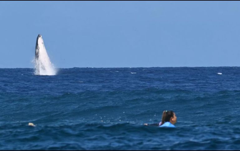 Los fotógrafos internacionales quedaron cautivados por la magnífica ballena. AFP.