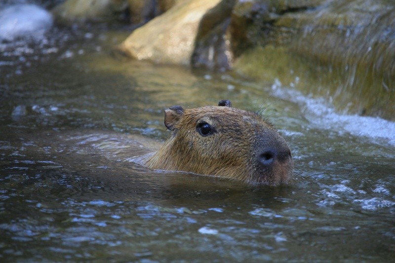 Los capibaras disfrutan estar bajo el agua durante largos periodos de tiempo. Pexels