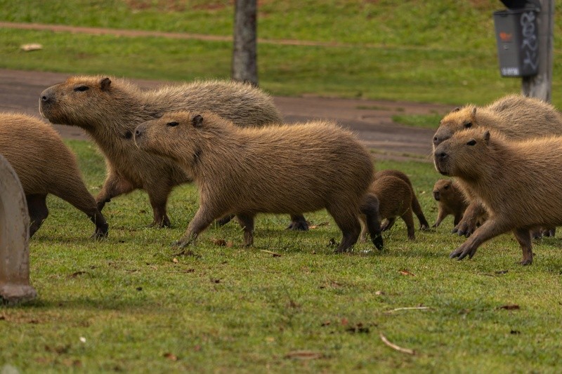  Los capibaras siguen a sus madres para buscar hojas comestibles desde muy pequeños. Pexels