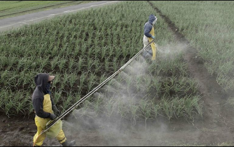 Las mujeres embarazadas expuestas y suelen tener efectos graves. EFE / ARCHIVO