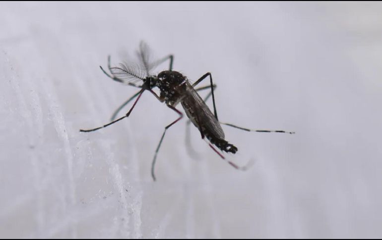 Hay personas que son más vulnerables a enfermar de gravedad por el dengue. EFE / ARCHIVO