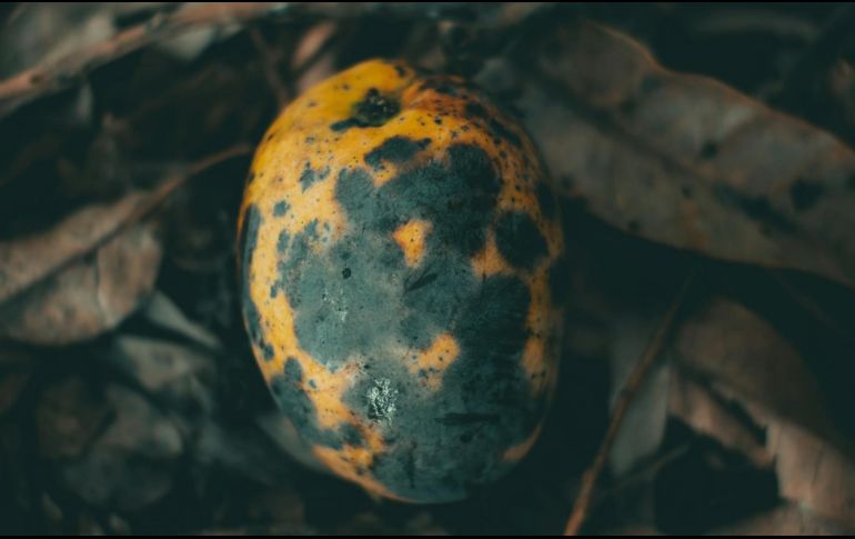 El mango es una parte importante de la cultura culinaria mexicana y se disfruta en todo el país. ESPECIAL / Pexels @Pedro Dutra