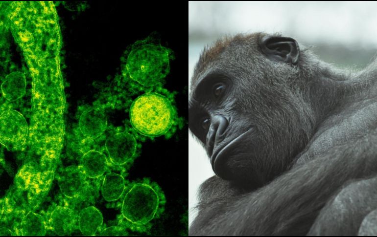 La viruela símica fue identificada por primera vez en Dinamarca en 1958, en un grupo de monos que se utilizaban para estudios de investigación. Pexels