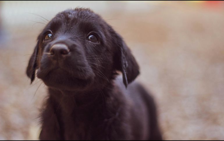 La cita es este jueves 15 de agosto a las 20:00 horas. Unsplash.