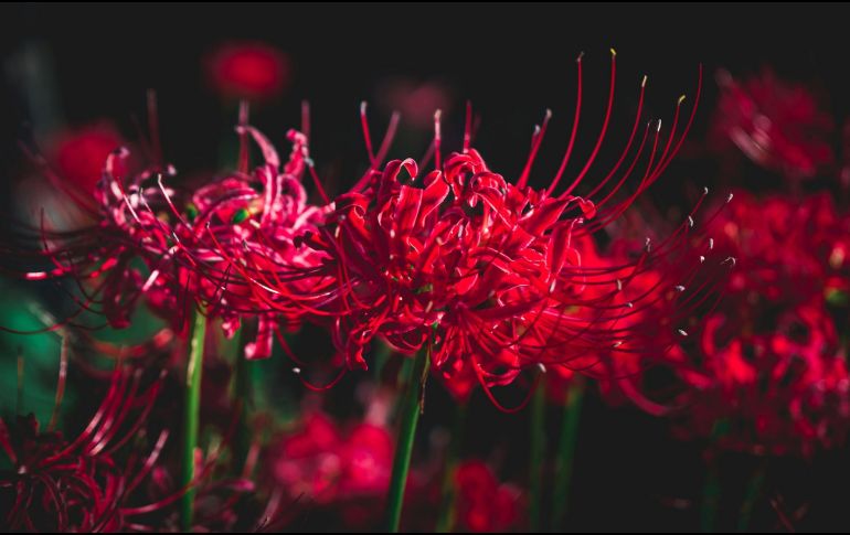 Para los japoneses, regalar una de estas flores se considera un acto de mala suerte, incluso un presagio de muerte. Unsplash / S. Tsuchiya