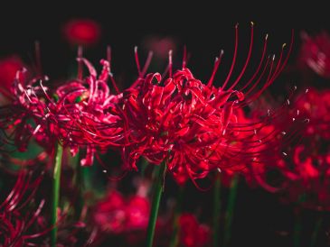 Para los japoneses, regalar una de estas flores se considera un acto de mala suerte, incluso un presagio de muerte. Unsplash / S. Tsuchiya