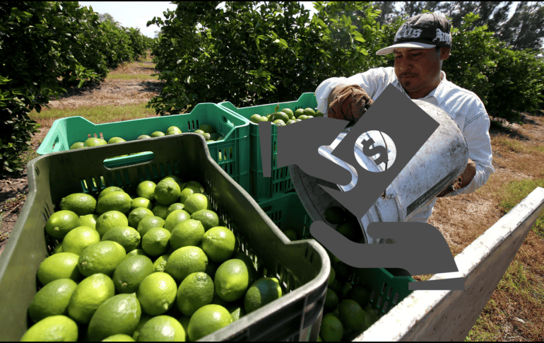 Michoacán es el estado líder en producción de limón en México, teniendo con una cosecha anual que ronda las 700 mil toneladas. EFE/ ARCHIVO/ ESPECIAL