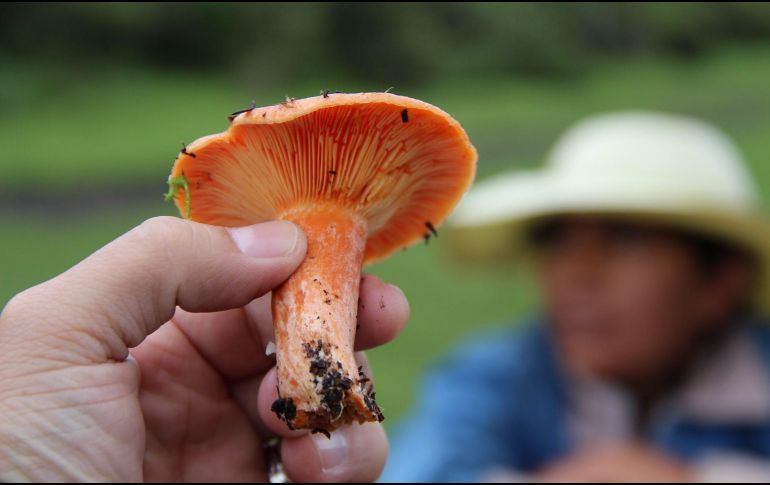 En México, los hongos psilocibes son considerados una droga. La única excepción de la prohibición, especificada en el Código Penal, es para las comunidades indígenas. NTX / ARCHIVO