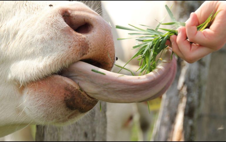 Es importante moderar el consumo de lengua de res, ya que puede contener grasas saturadas, calorías y colesterol en exceso, lo que podría tener efectos negativos en la salud si se consume en exceso. CANVA