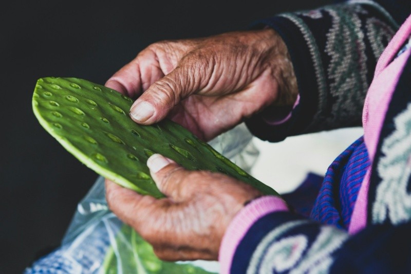  El nopal es considerado un alimento muy beneficioso para el control de la diabetes. UNSPLASH/ Daniel Lloyd Blunk-Fernández