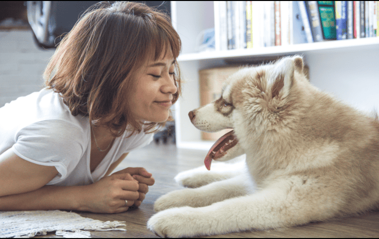 Desde la Asociación Psicoanalítica Argentina señalan que quienes comparten su tiempo con un perro reciben un efecto calmante y curativo. CANVA