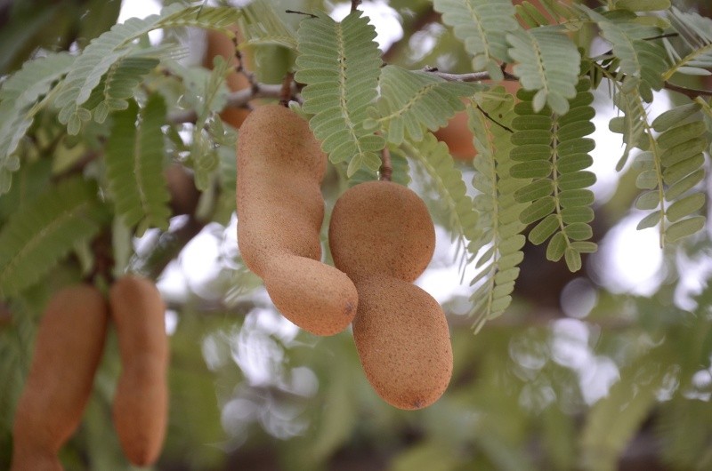 Los frutos son vainas de color canela que contienen entre cinco y ocho semillas rodeadas de una pulpa rojiza, agridulce y ácida. Unsplash 