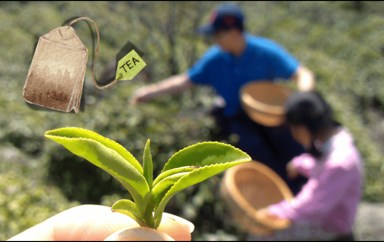 Es importante tener en cuenta algunas consideraciones para evitar problemas de salud a la hora de tomar té verde. EFE / ARCHIVO