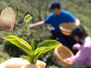 Es importante tener en cuenta algunas consideraciones para evitar problemas de salud a la hora de tomar té verde. EFE / ARCHIVO