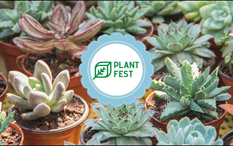 ¡El evento más verde de la temporada!. ESPECIAL / Pexels / Facebook @Plant Fest