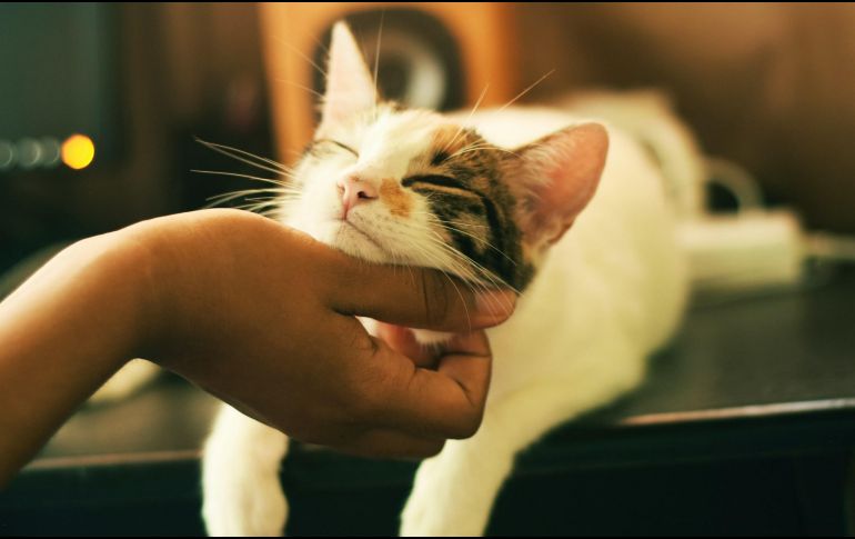 En cuanto detectes cualquier malestar en tu gatito, debes de acudir con su veterinario. UNSPLASH / Y. MATU