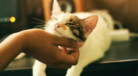 En cuanto detectes cualquier malestar en tu gatito, debes de acudir con su veterinario. UNSPLASH / Y. MATU