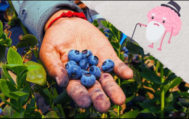 Estos pequeños frutos azules no solo son deliciosos, sino que también están llenos de nutrientes que promueven la salud cerebral.